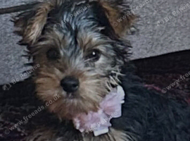 Female Yorkshire Terrier Pup