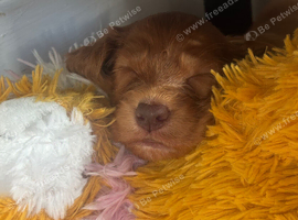 Four beautiful cocker spaniel female puppies for Sale!