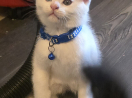 Main coon x Scottish fold