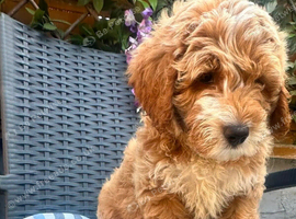 Australian labradoodle puppy&rsquo;s ready now 2 boys