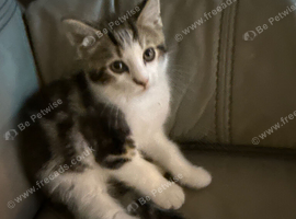 Bengal Maine coon cross