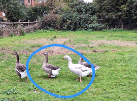 Pair of geese for sale