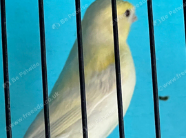 Young canaries