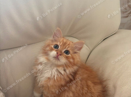 Ginger/White Long Hair Maine Coon X