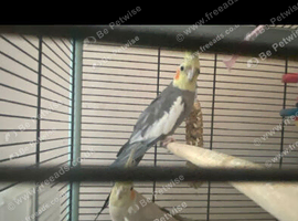 Quality breeding pair of cocktails