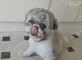 Very friendly dog
