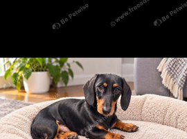 Mini dachshund