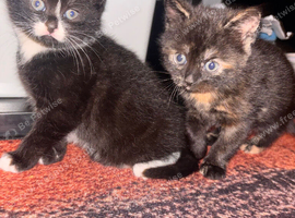 2 adorable kittens