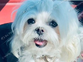 Kc Korean bloodine Maltese boy for STUD