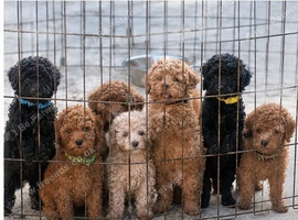 Beautiful Toy Poodle Puppies ️