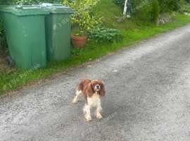 Cavalier King Charles