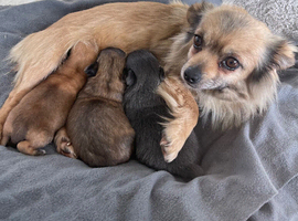 Small chihuahua puppies