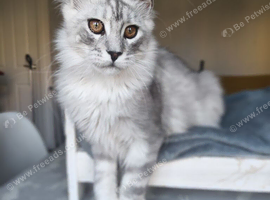 ready now STUNNING TICA MAINE COON KITTENS