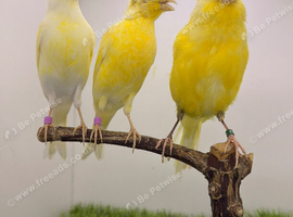x3 hens canary&rsquo;s available