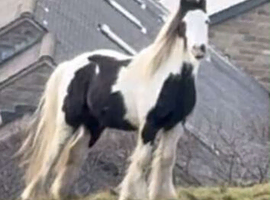 Gypsy cob