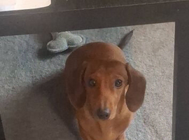 Minuture dachund male