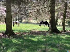 Sole use, approx 3 acres grazing, shelter, arena, water, suit 1 horse and companion pony or similar