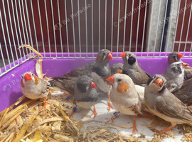 Beautiful Young Zebra Finch PAIRS