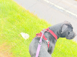 Cane corso bitch