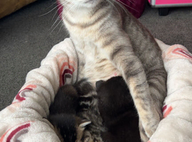 3 kittens Abyssinian mix