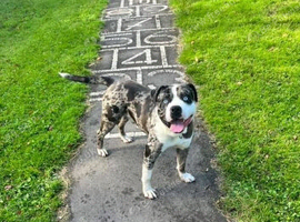 Cane corso mixed breed