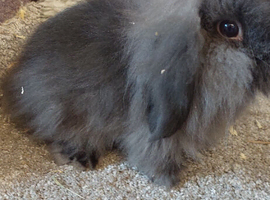 2 DM MINI LIONLOP Babys ready to reserve
