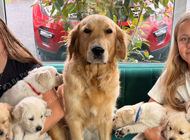 Beautiful Golden Retriever Puppies Looking for Their Forever Homes!
