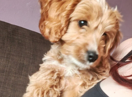 Cockapoo pup for sale