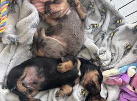 Miniature dachshund puppies for sale - ready after September 30th