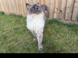 Super friendly Male ragdoll