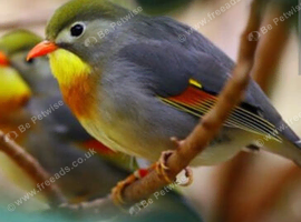 Cock pekin robin