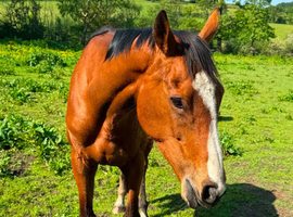 Project or brood mare