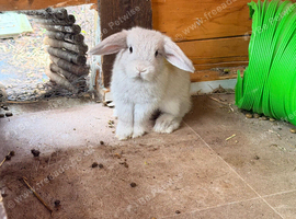 Mini Lop Rabbit Kits
