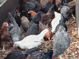 Pure bred poultry