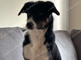 6 month old tri coloured border collie