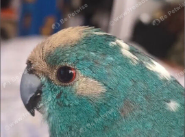 Blue male kakarikis