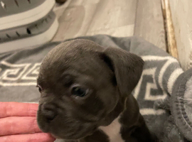 Frenchie puppies