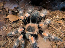 Juvenile Red Knee & Setup