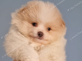 Beautiful puppies ready in a fews days