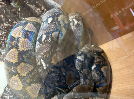 Female Reticulated python