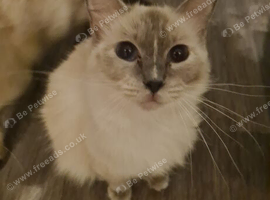 Ragdoll kittens ready to go