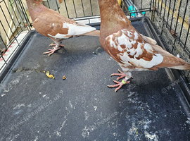 Mulliman pigeons for sale