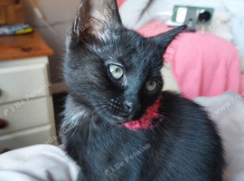 Black female kittens ready for their home