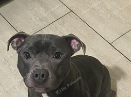 Blue staffy