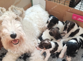 Quality Wire Fox Terrier Pups Available to 5* Homes.