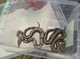 Stunning baby boas