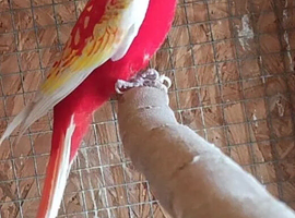Rosella 2 years old male