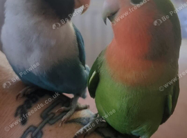 2 love birds