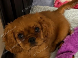 Fully Health Tested Female Cavalier King Charles Spaniel pups