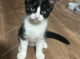 3 x girls kittens